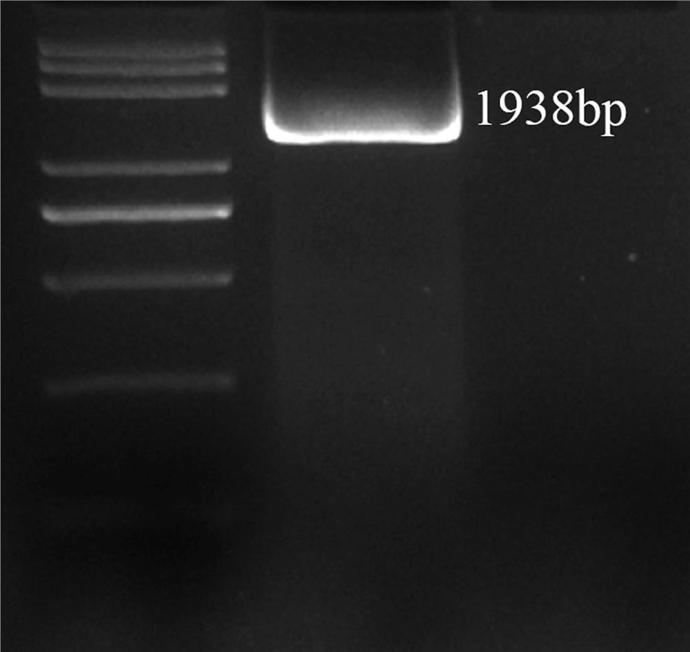 corn gene  <i>zmscl14</i> Application in regulating plant flowering period