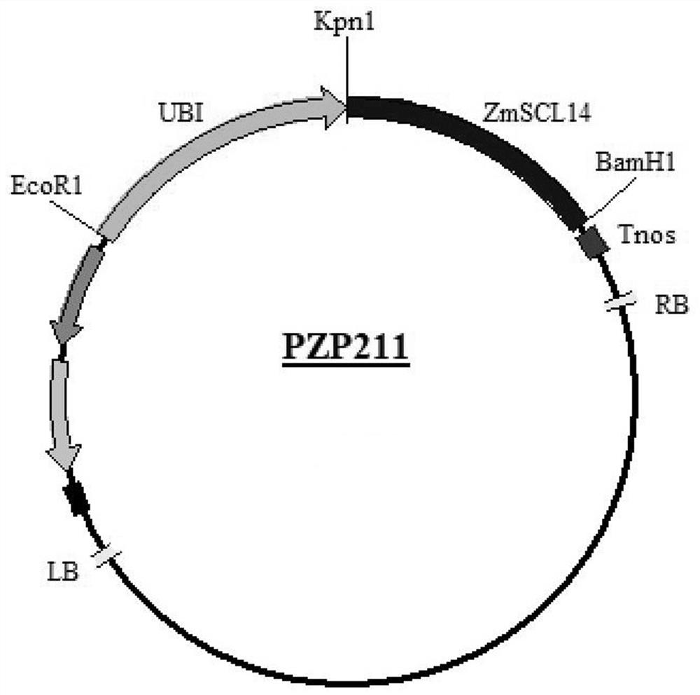 corn gene  <i>zmscl14</i> Application in regulating plant flowering period