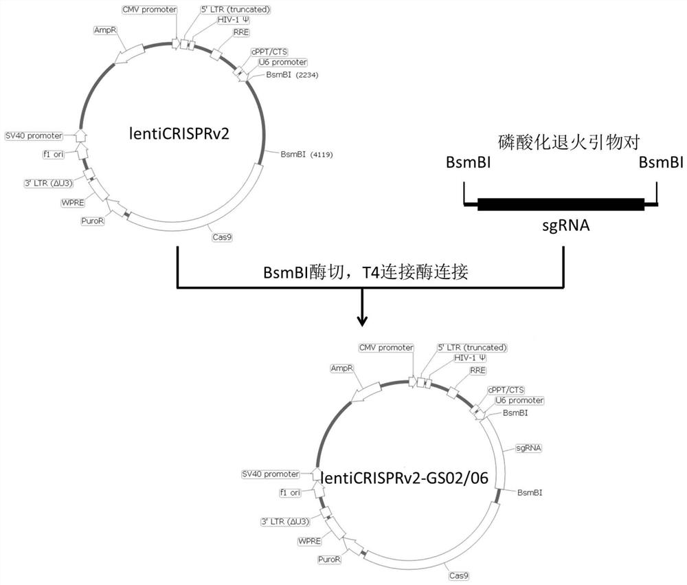 A kind of cho cell line knocking out gs gene and its preparation method and application