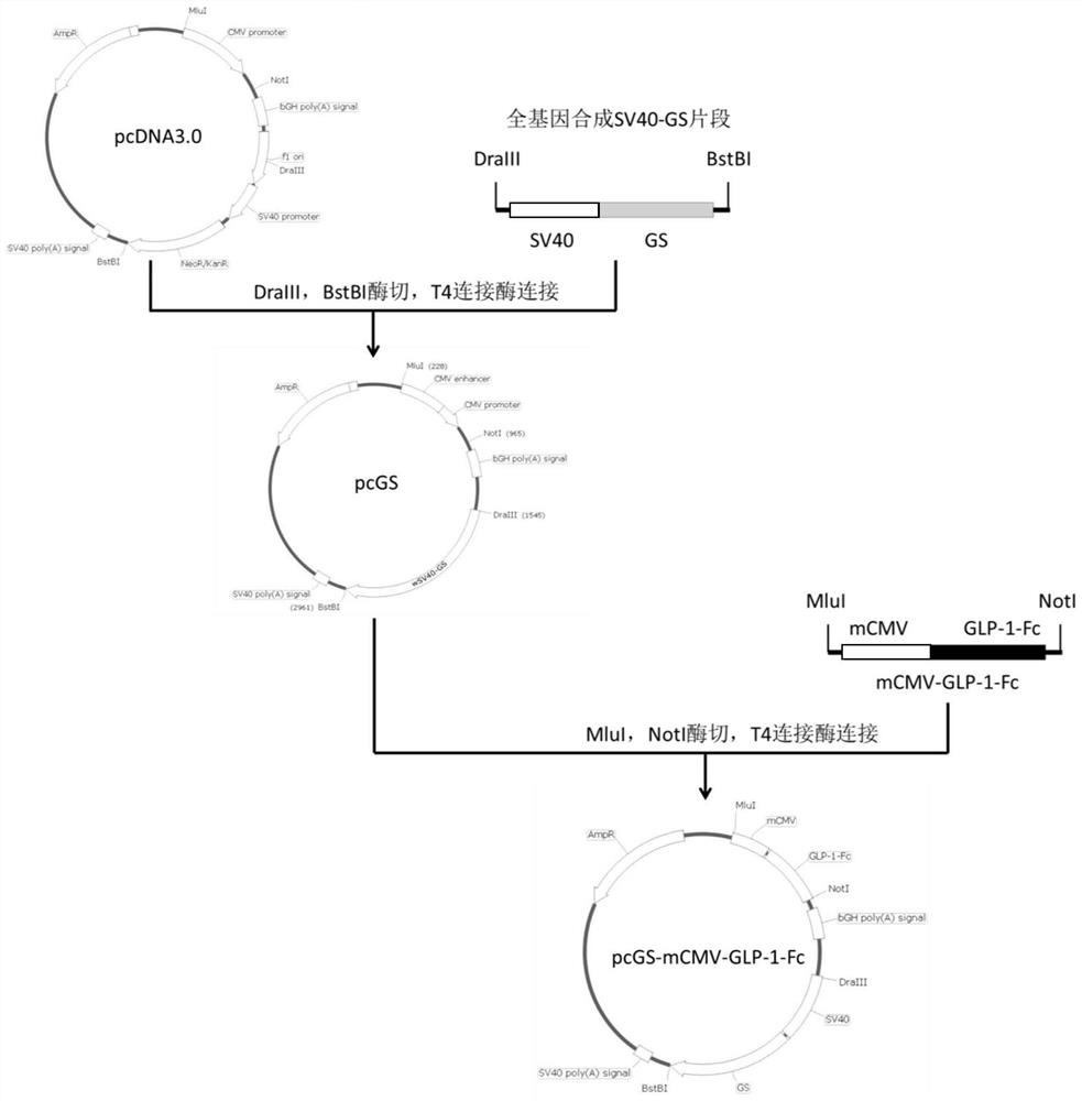 A kind of cho cell line knocking out gs gene and its preparation method and application