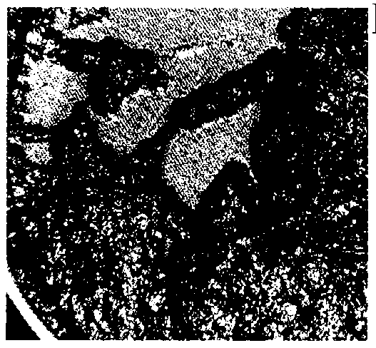 Method of extracting gutta-percha through enzymolysis