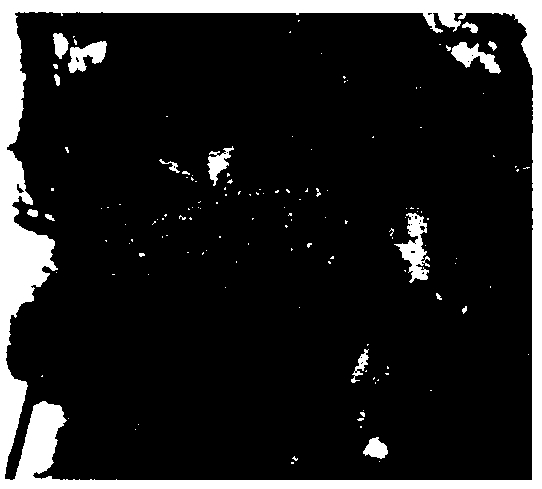 Method of extracting gutta-percha through enzymolysis