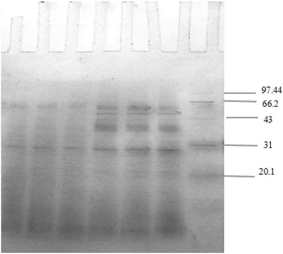 Feed rich in probiotics and active peptide and application of feed