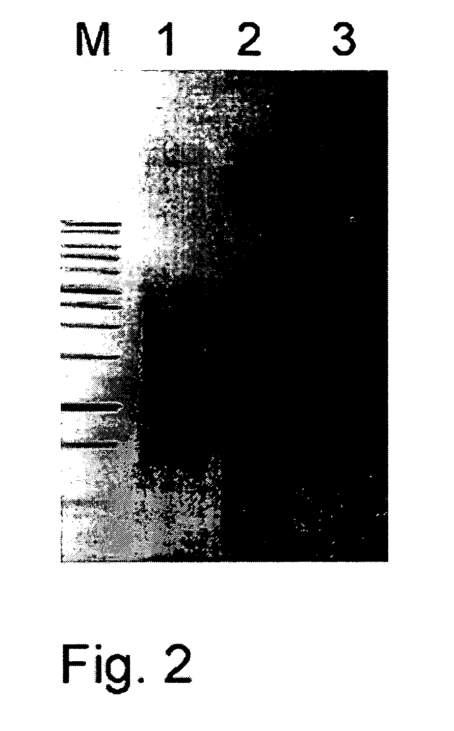 Methods of cDNA preparation