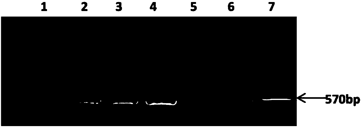 Method for preparing salmon calcitonin