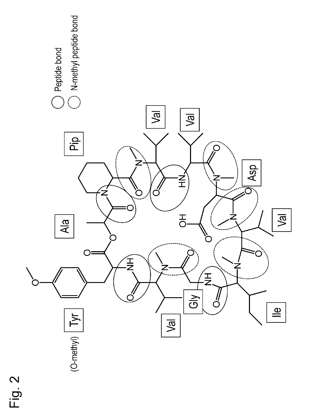 Gene involved in synthesis of cyclic peptide compound, method for producing cyclic peptide compound using the same, and transformant comprising the same