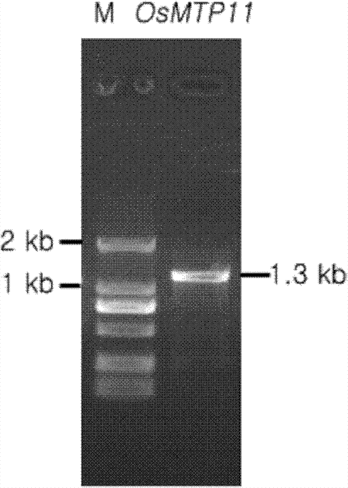 Paddy rice heavy metal inducible tissue specific promoter MTP11P and application thereof