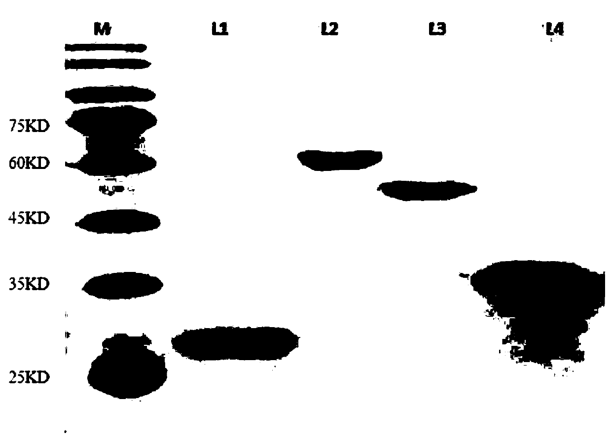 Method for synthesizing 1,2,4-butanetriol by enzymatic reaction