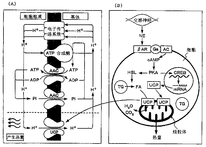 Body temperature elevating agents