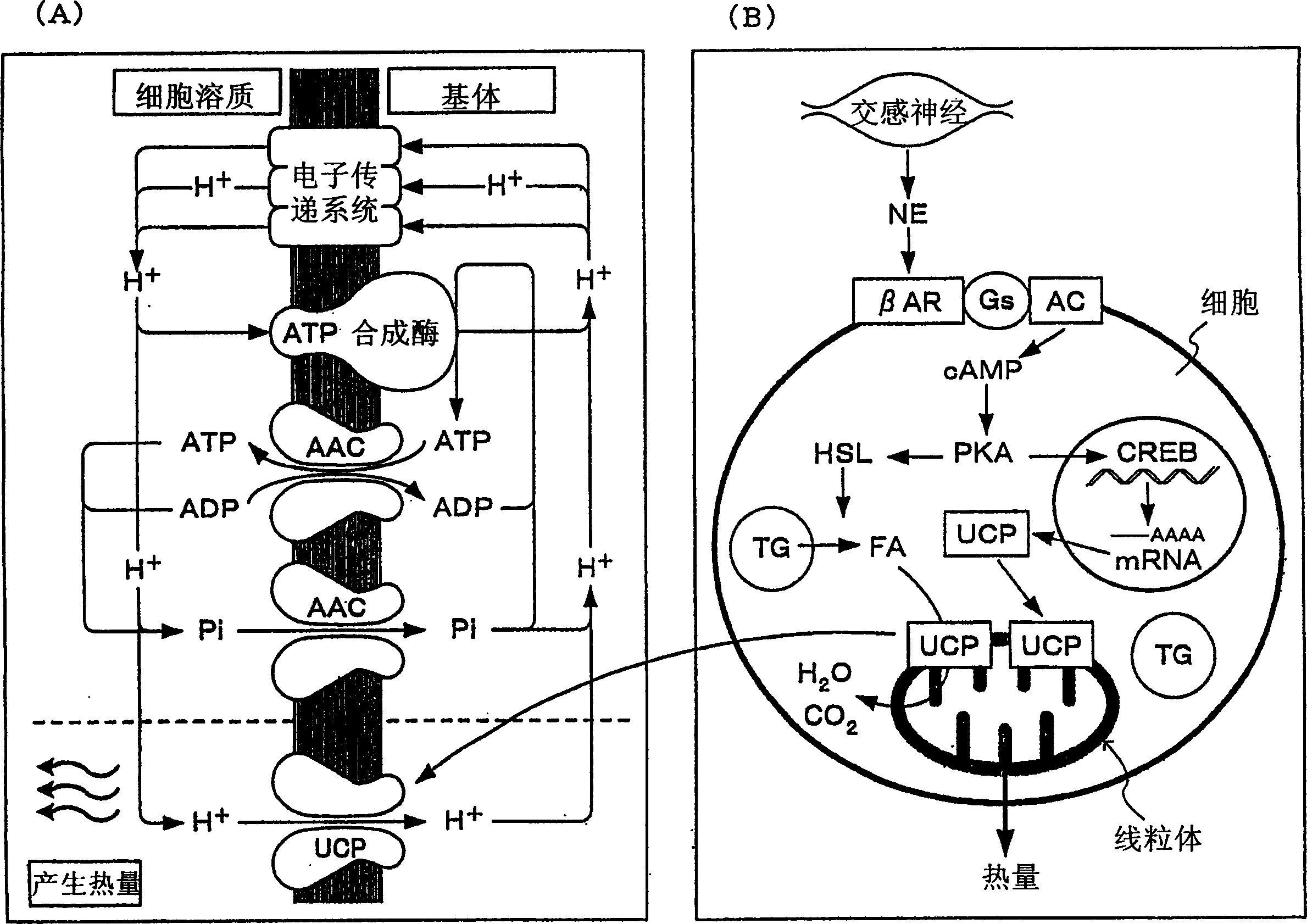 Body temperature elevating agents