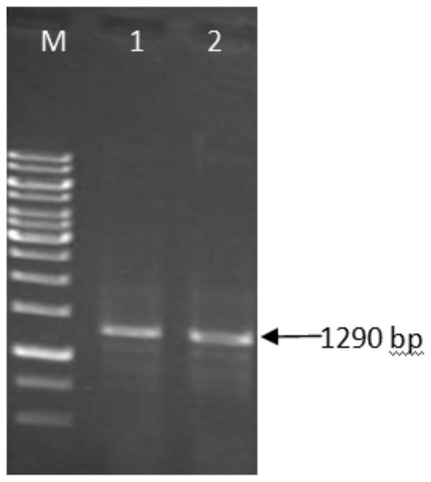 Pseudomonas putida enolase gene cloning method and application