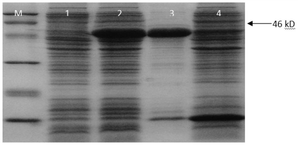 Pseudomonas putida enolase gene cloning method and application