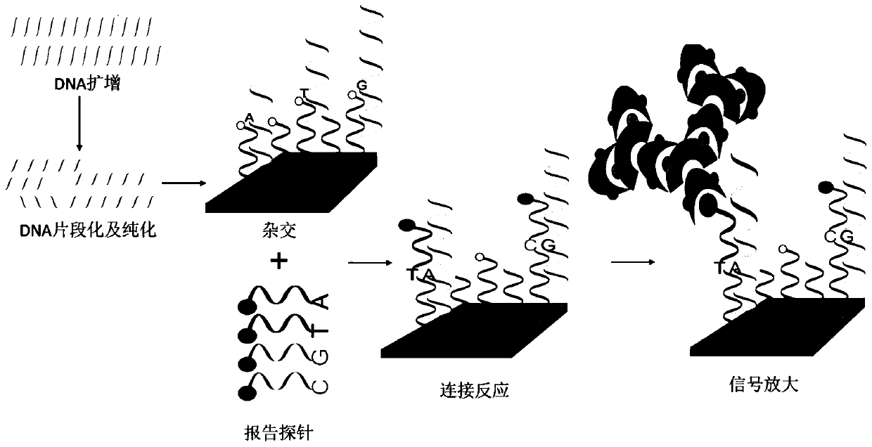 Gene mutation detection kit for human glucose-6-phosphate dehydrogenase deficiency disease