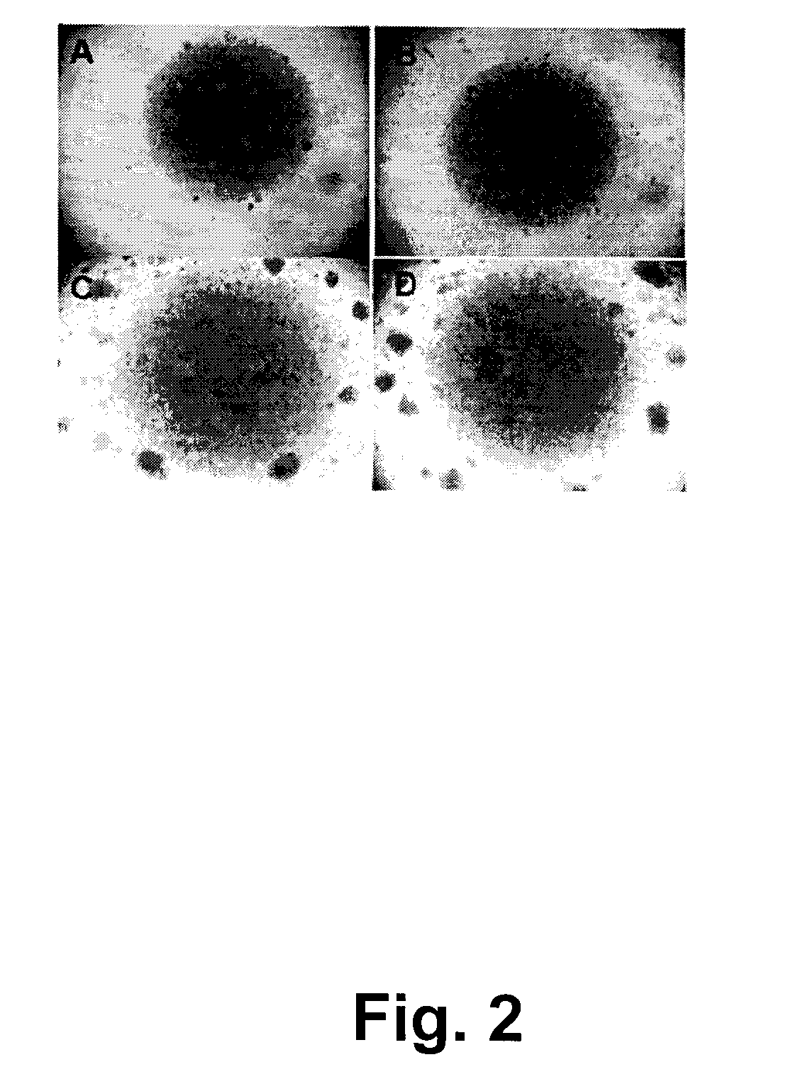 Immunomodulatory dairy peptides and uses thereof