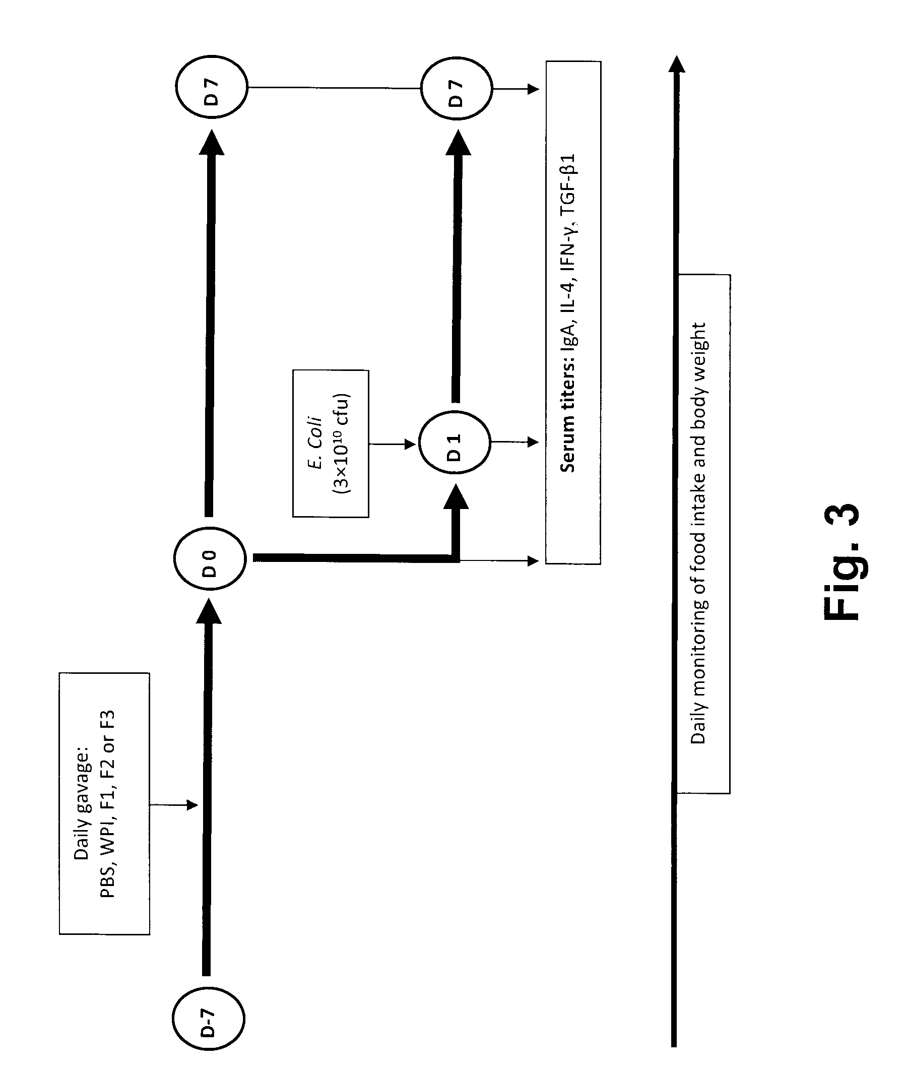 Immunomodulatory dairy peptides and uses thereof