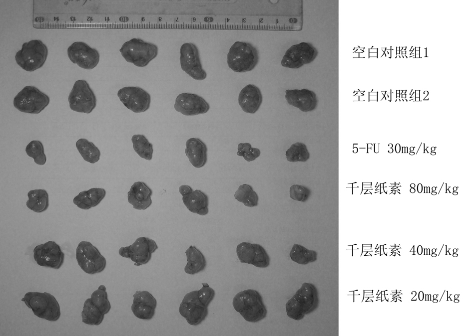 Oroxylin injection and application thereof to preparation of liver cancer drugs