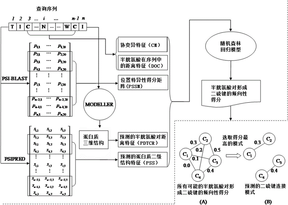 Prediction method for protein sequence disulfide bond connection mode based on forest regression model