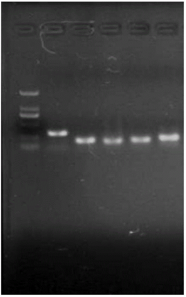 Solid-phase PCR kit for gene detection of hypertension medication