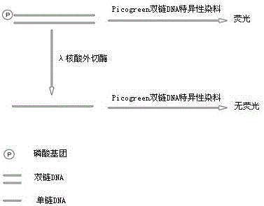 A kind of lambda exonuclease activity assay method