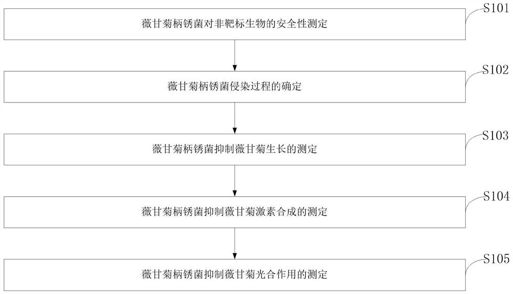 Biological method for inhibiting rapid growth of mikania micrantha