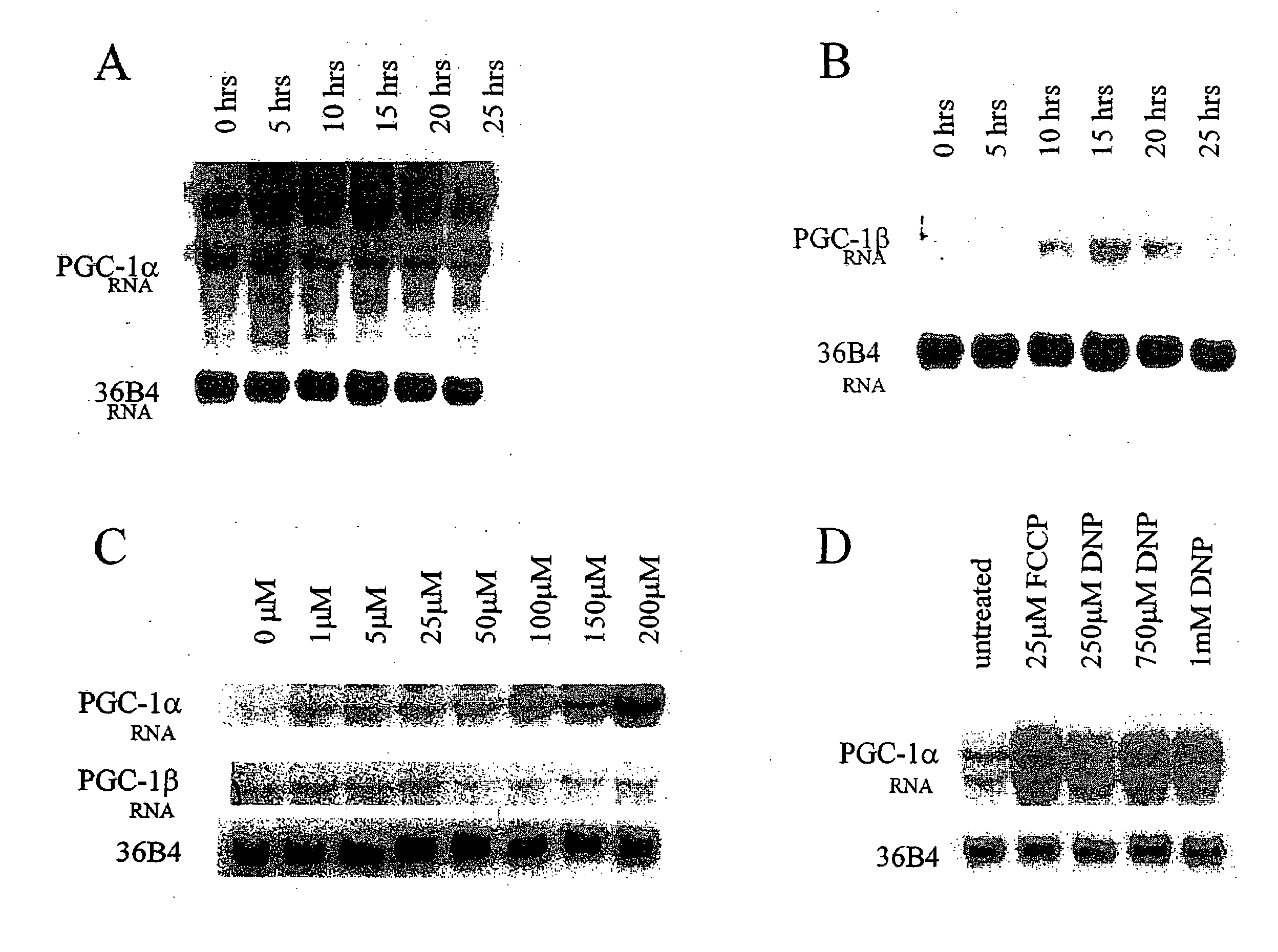 Methods and Compositions for Treating Obesity