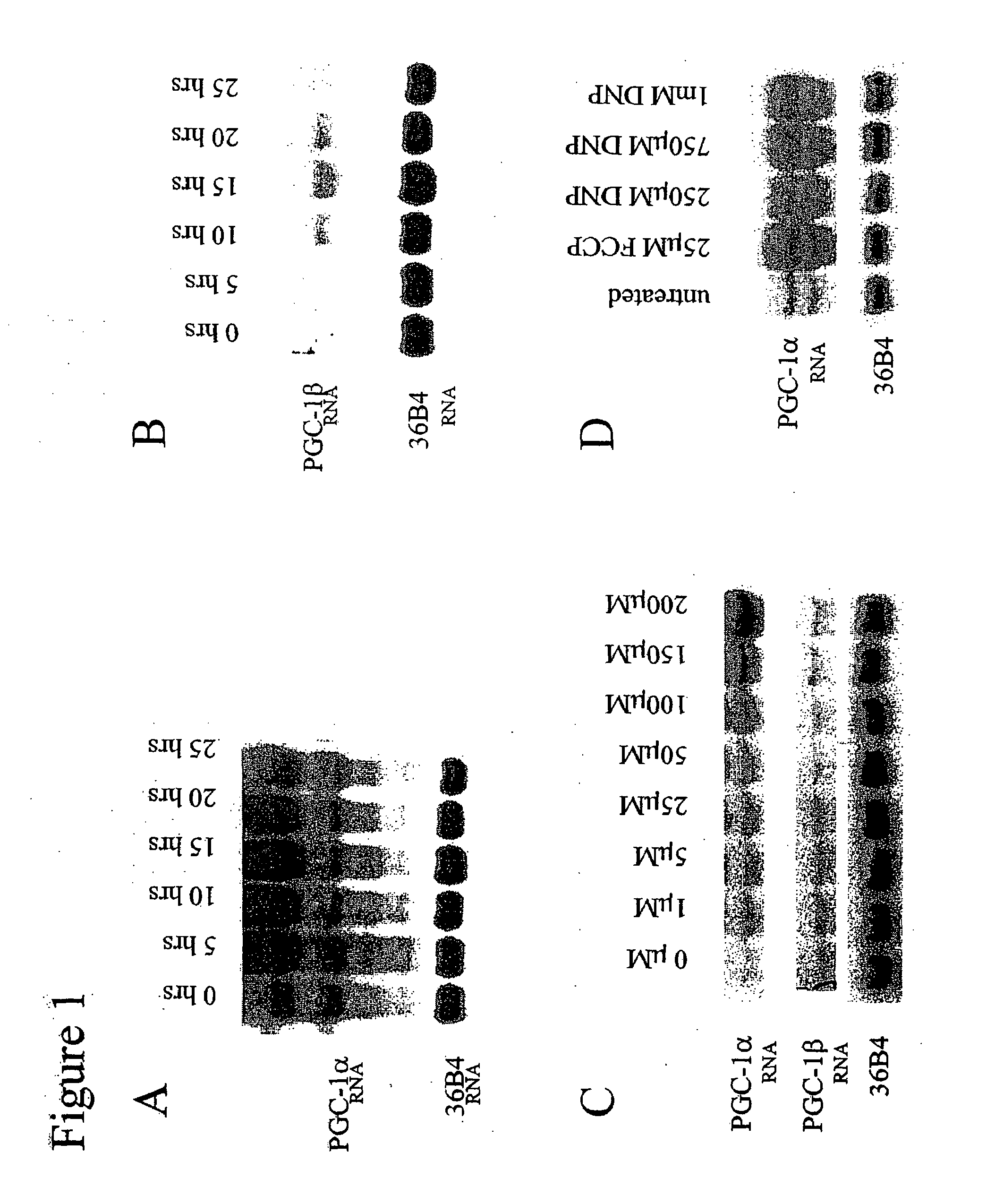 Methods and Compositions for Treating Obesity