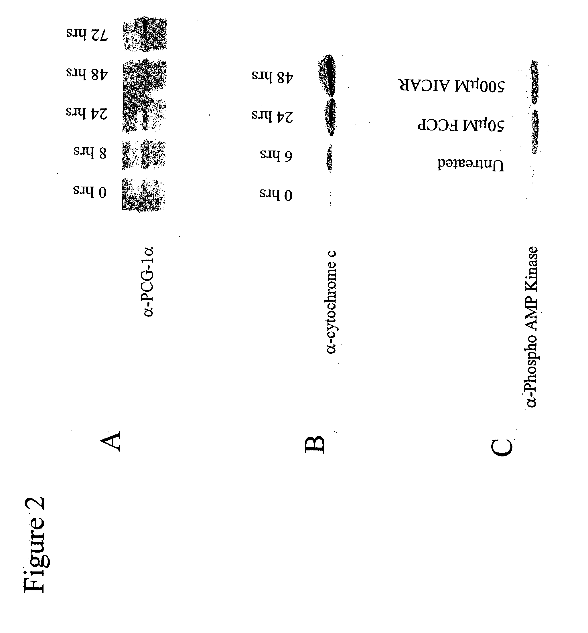 Methods and Compositions for Treating Obesity