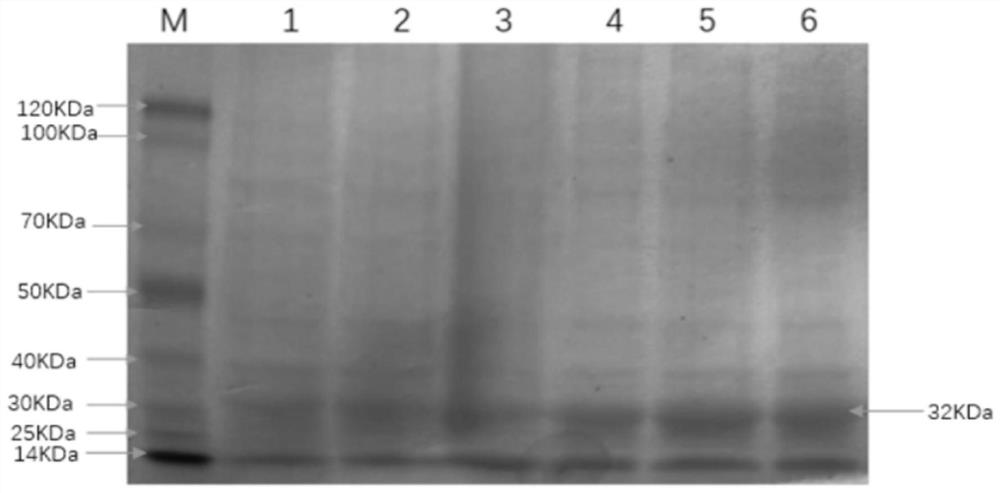 Indirect ELISA kit for detecting feline coronavirus antibody