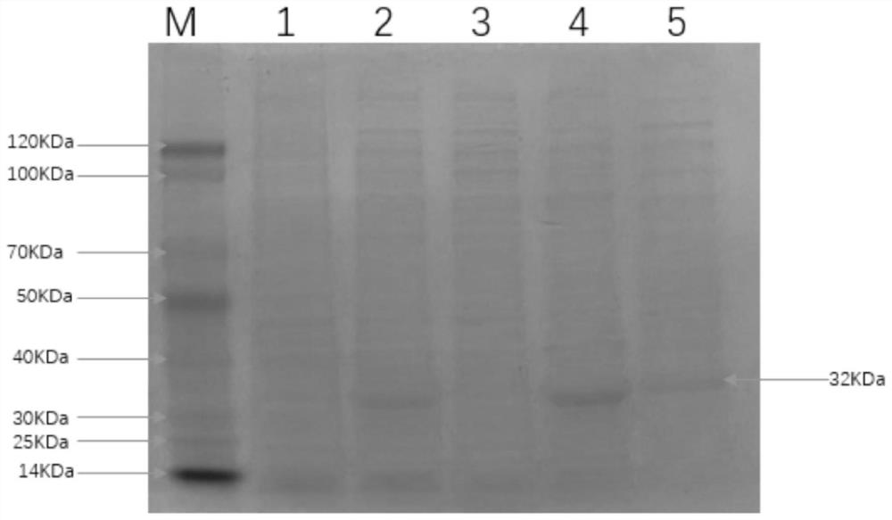 Indirect ELISA kit for detecting feline coronavirus antibody