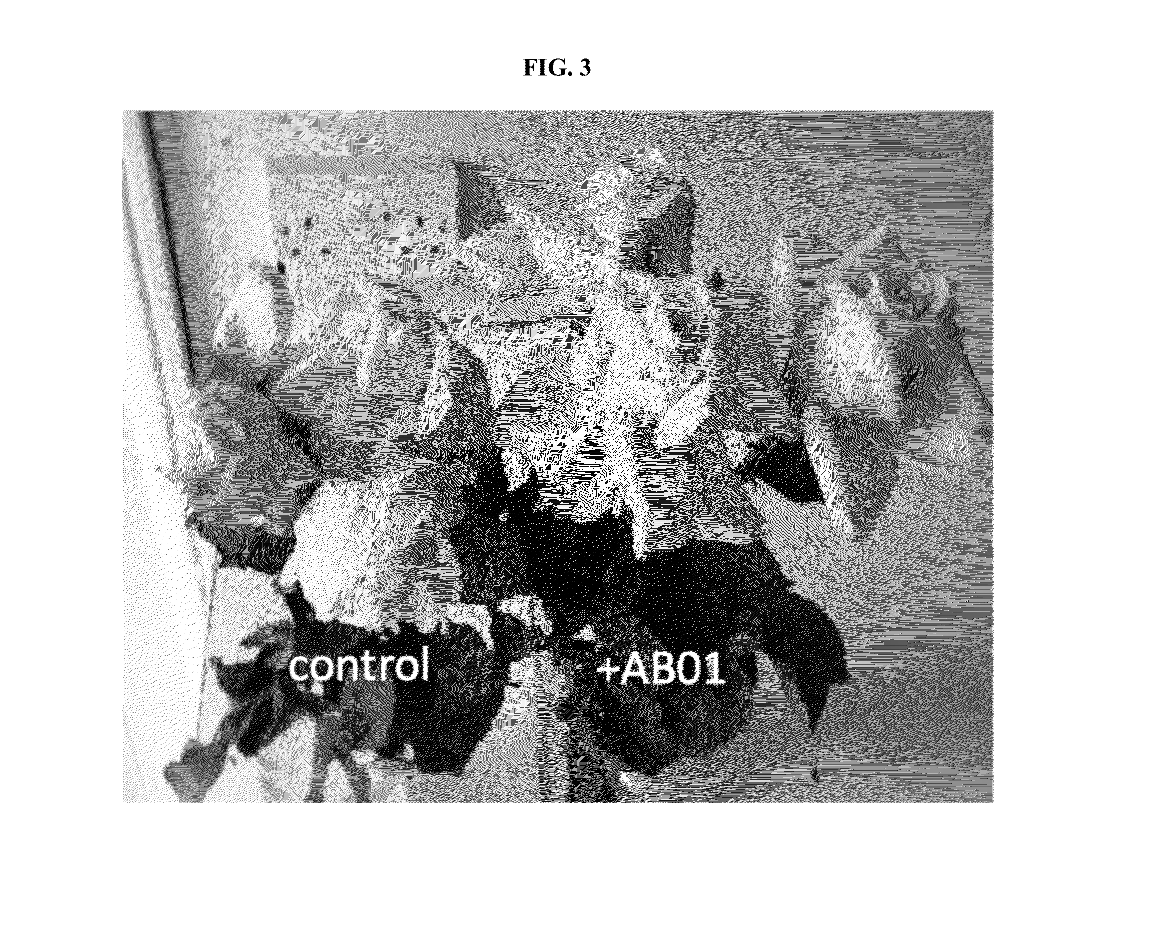 Strigolactone Compositions And Uses Thereof