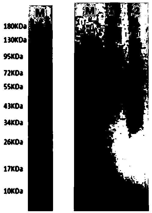 Humanized anti-CD47 monoclonal antibody and application thereof