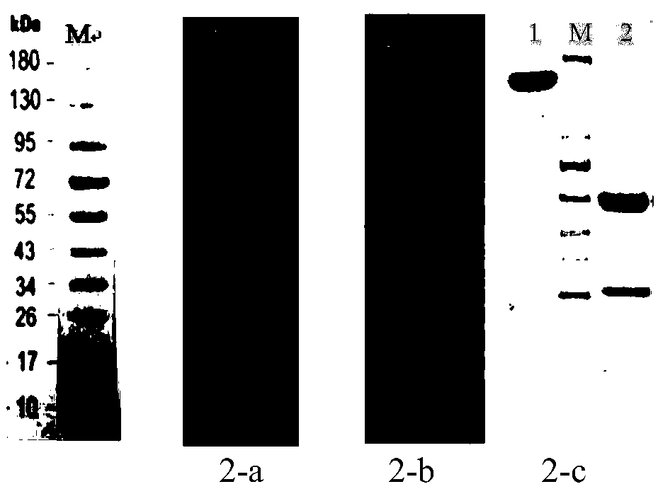 Humanized anti-CD47 monoclonal antibody and application thereof