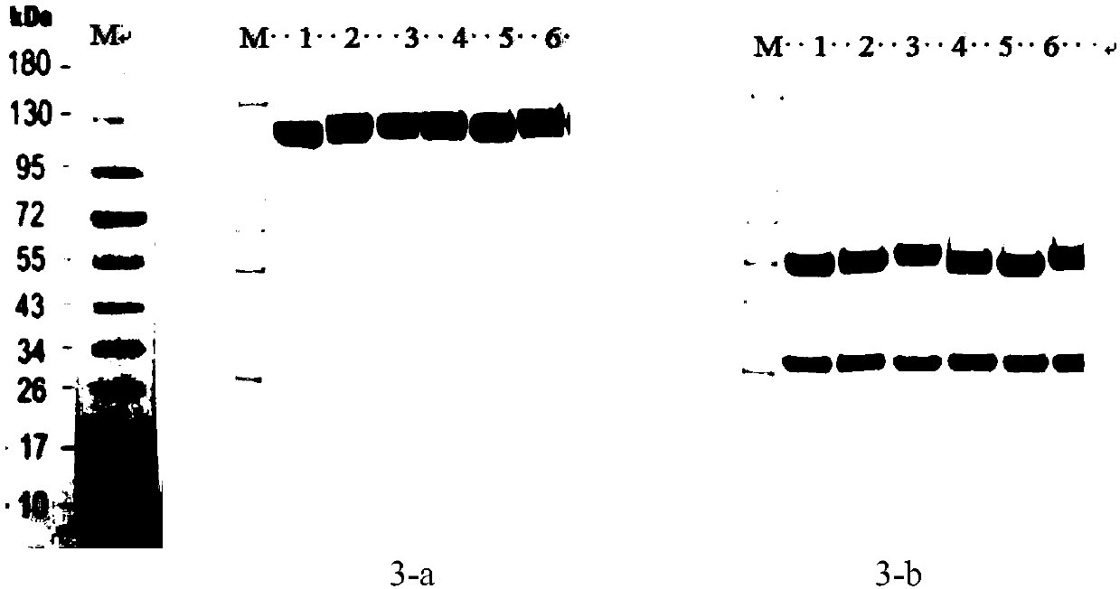 Humanized anti-CD47 monoclonal antibody and application thereof