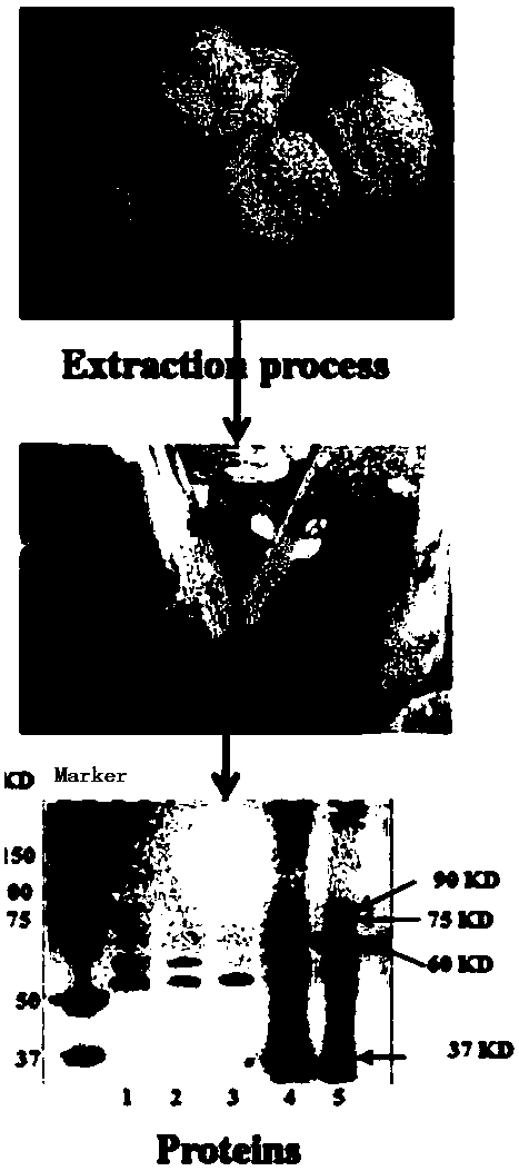 Hericium erinaceus protein-containing microbial preparation, as well as preparation method and application thereof