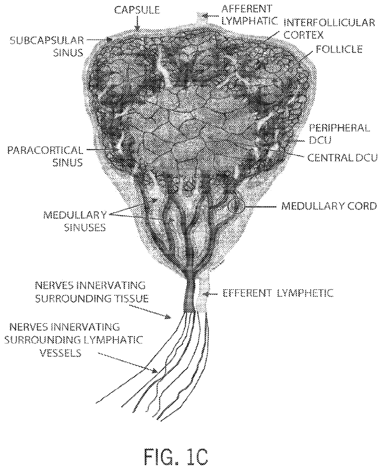 Techniques for neuromodulation