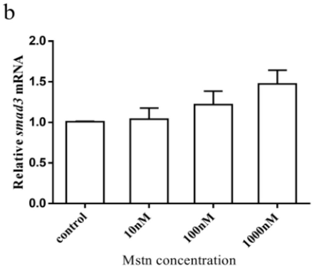 Application of Mstn recombinant protein in screening of epinephelus coioides