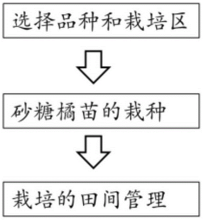 Cultivation method for green sugar oranges