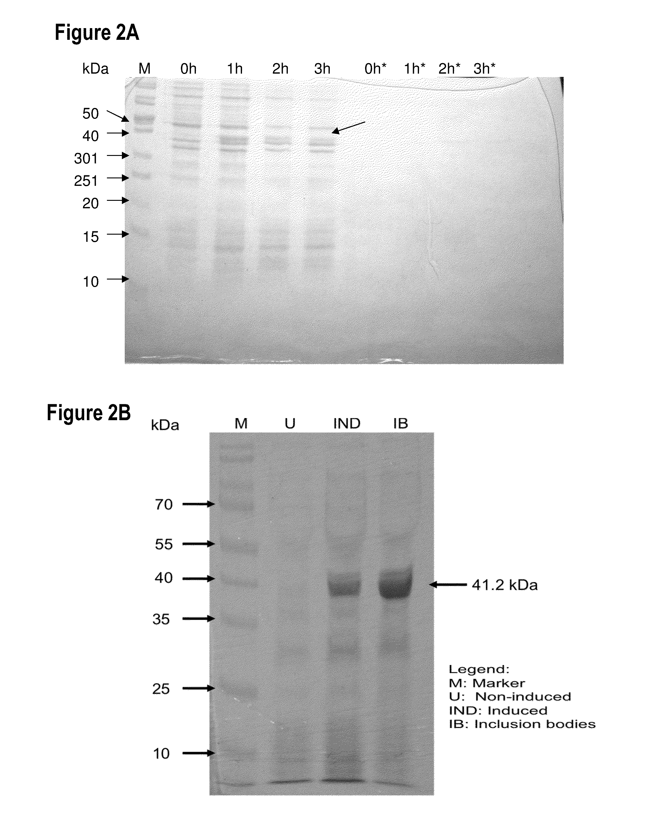 Antimicrobial fusion compounds and uses thereof