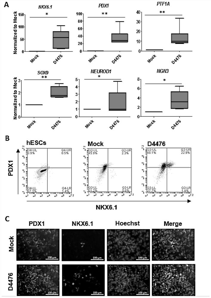 Preparation method and application of pancreatic progenitor cells