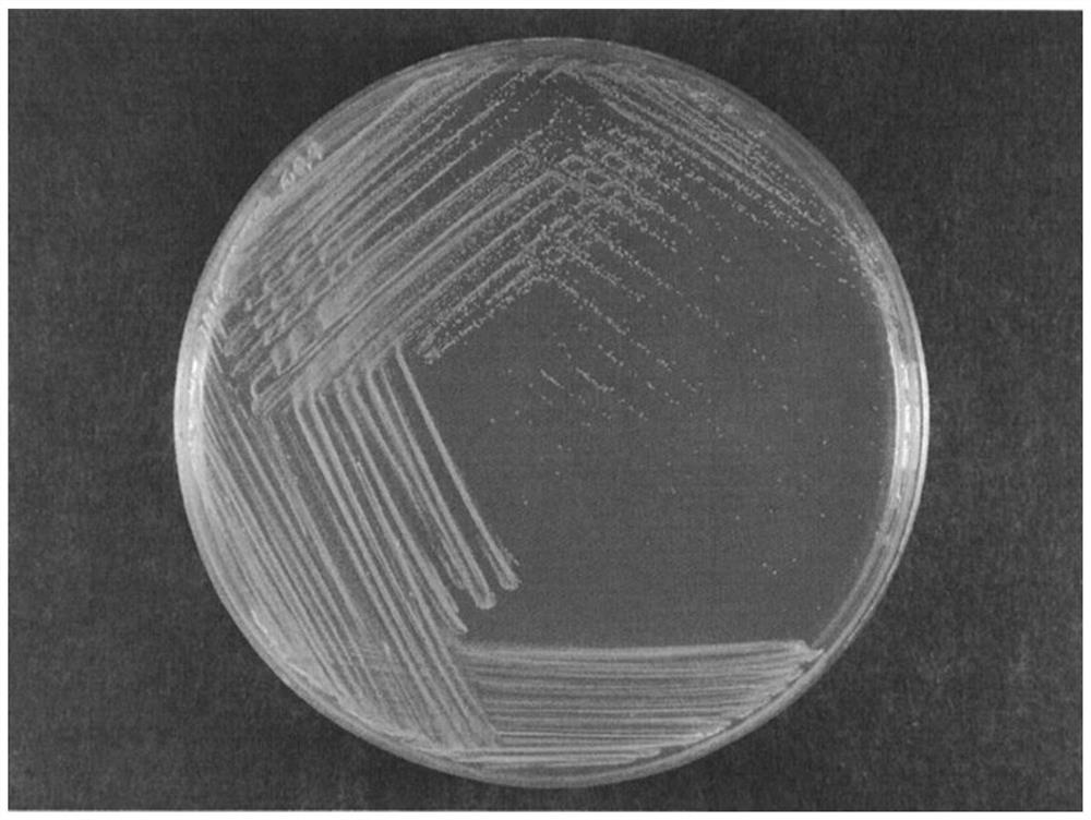 Lactobacillus acidophilus LA16 antagonizing helicobacter pylori and application of lactobacillus acidophilus LA16