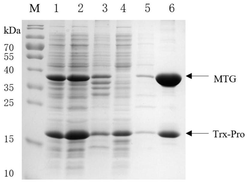 Recombinant production method of microbial transglutaminase