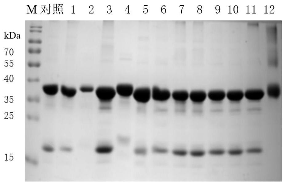 Recombinant production method of microbial transglutaminase