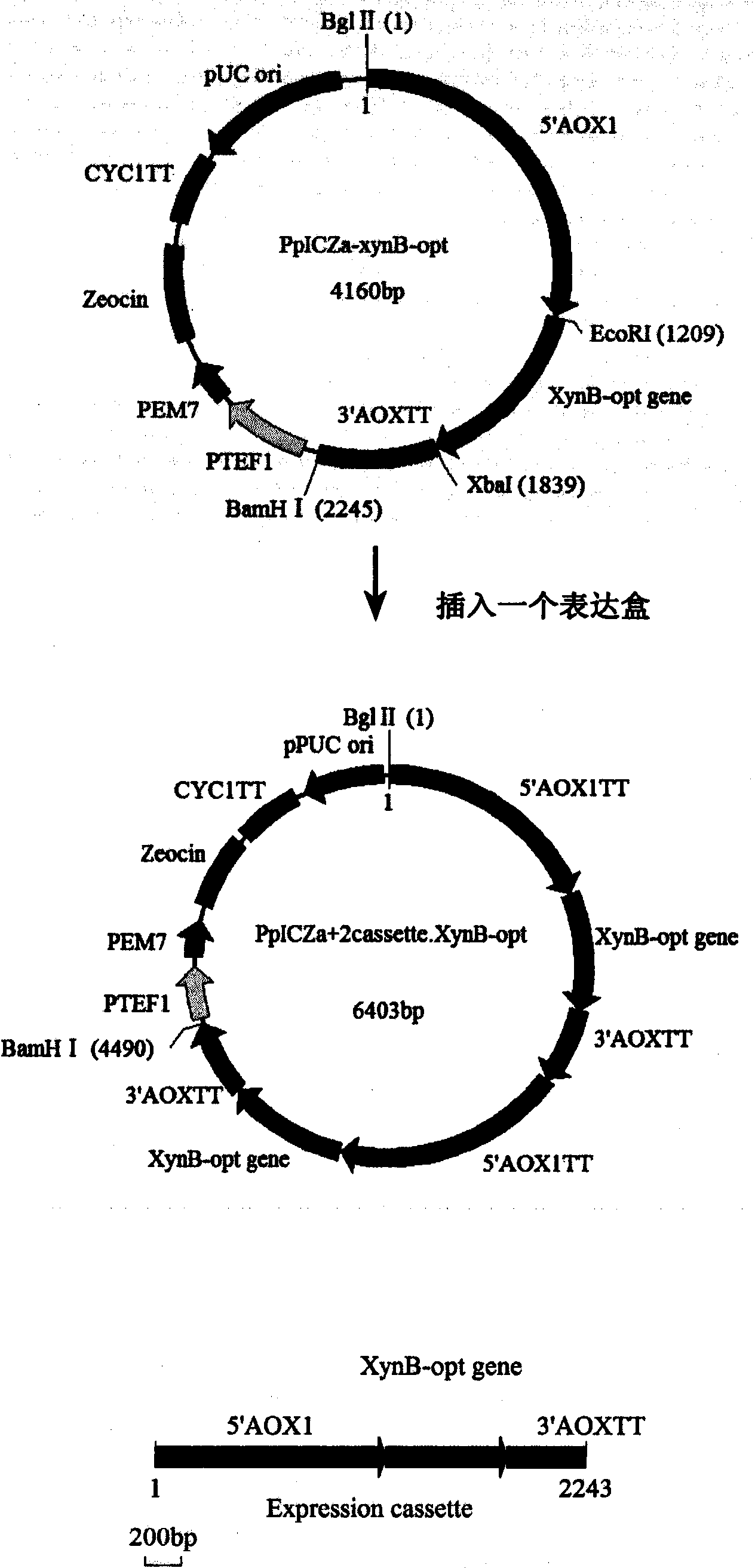 Recombinant plasmid efficiently expressing xylanase and construction method for recombination Pichia pastoris