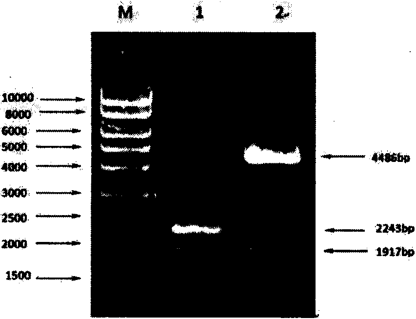 Recombinant plasmid efficiently expressing xylanase and construction method for recombination Pichia pastoris