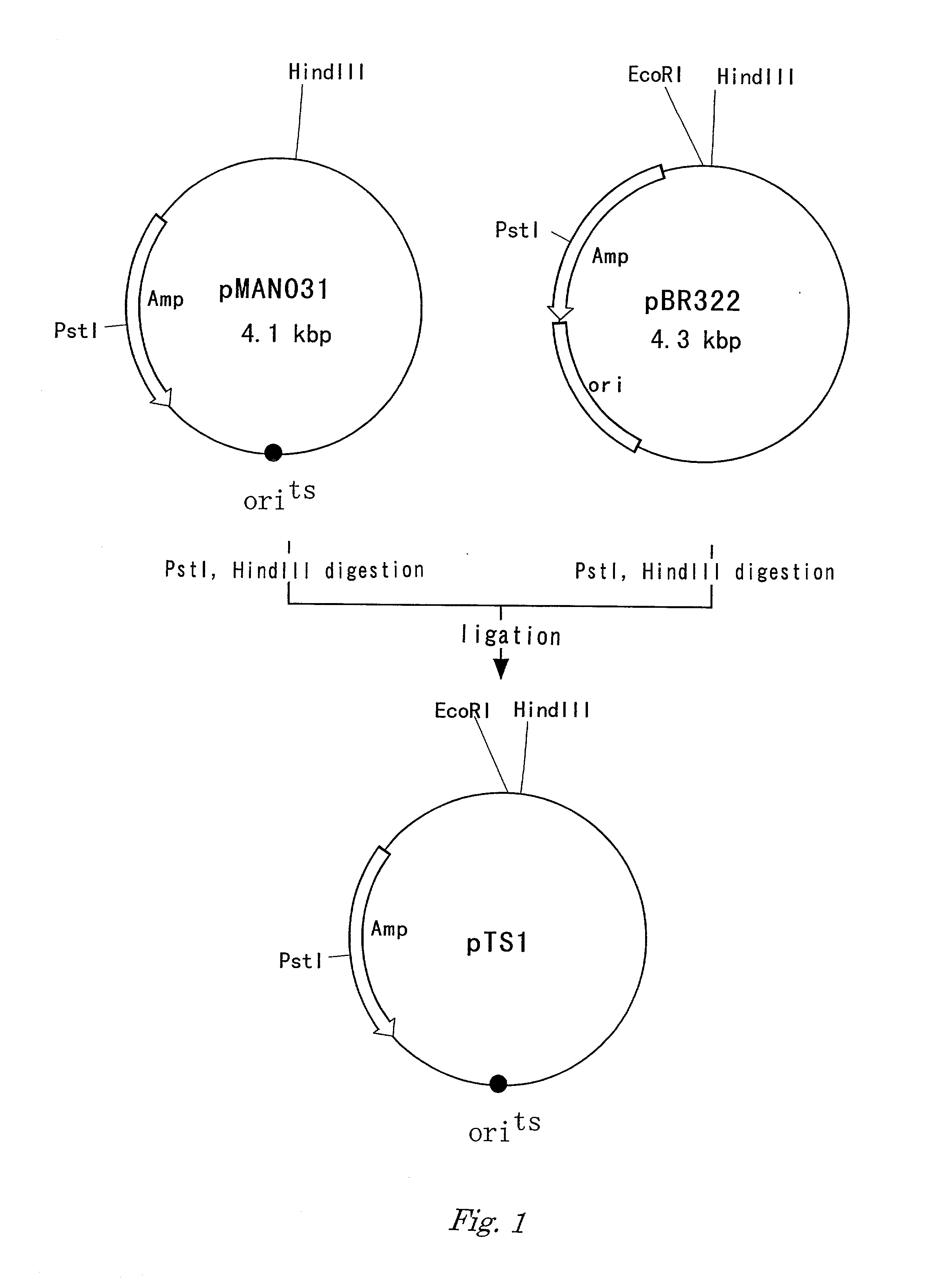 Method for producing target substance by fermentation