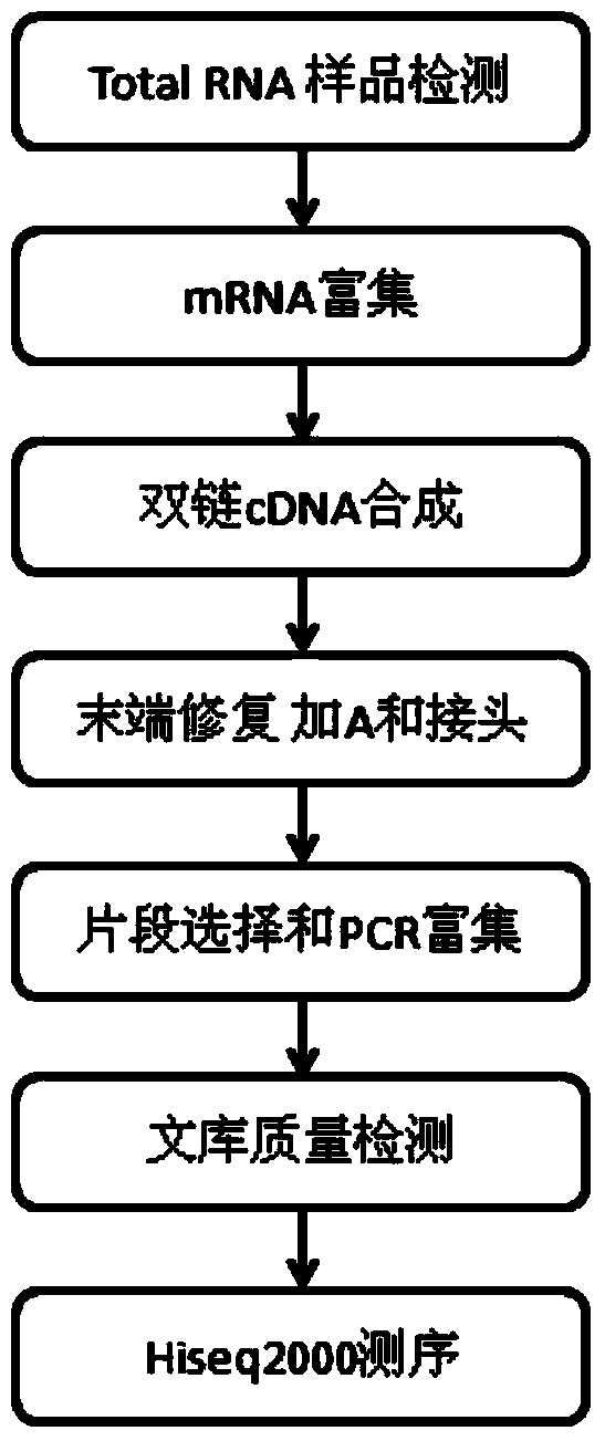 Method for developing mung bean simple sequence repeat (SSR) primer based on transcriptome sequencing