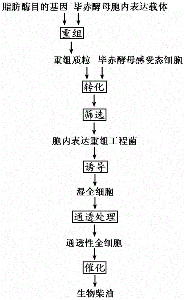 Method for preparing biodiesel catalyzed by Pichia pastoris whole cell lipase