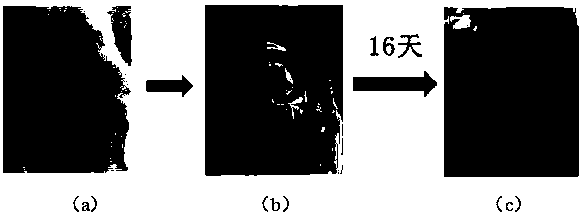 Scar-free regenerated medicinal dressing with tissue induction function and preparation method of scar-free regenerated medicinal dressing