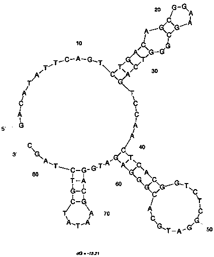 Aptamer Met-G02 specifically combined with methamidophos and application thereof