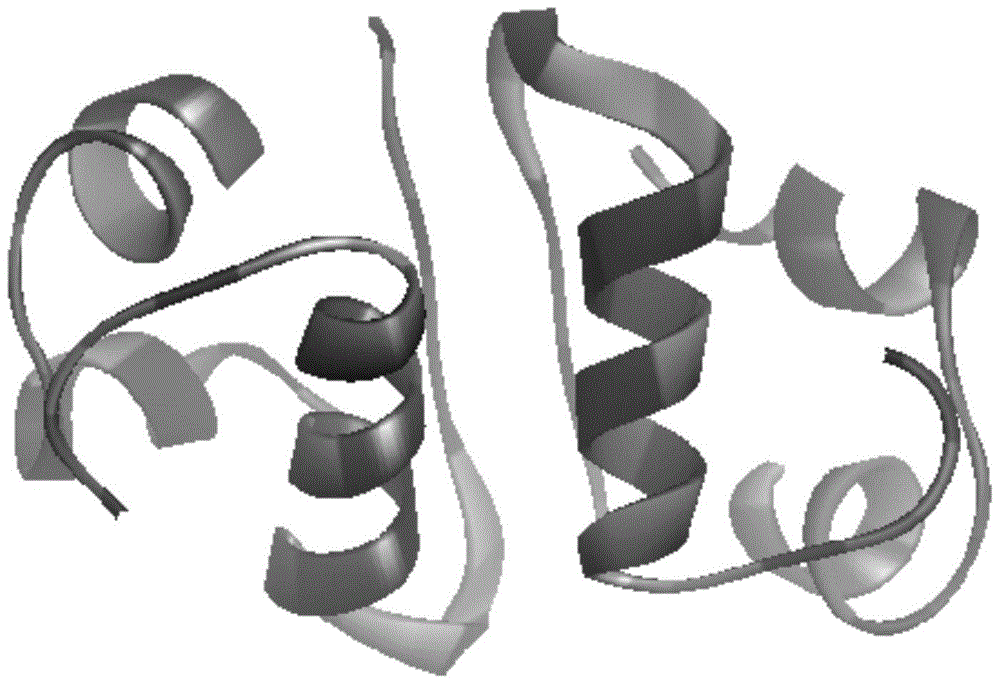 Synthesis and preservation method of insulin dimer crystal